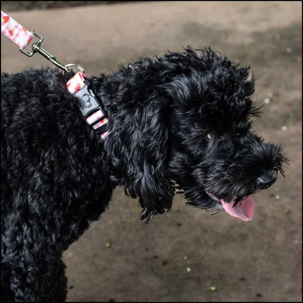 Strawberry Plaid Printed Buckle Adjustable Small Daily Dog Collar
